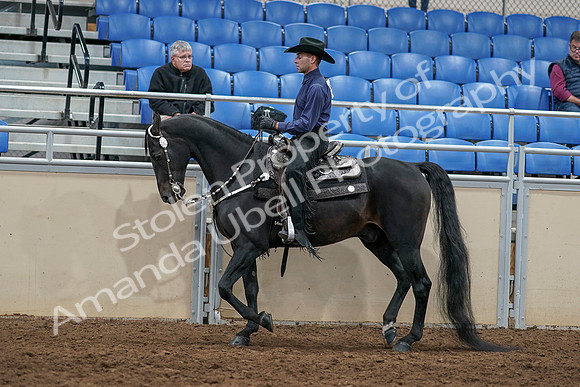 2020 - AB Morgan Horse - Sun, Sept 06 - 07521