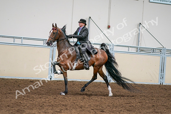 2020 - AB Morgan Horse - Sat, Sept 05 - 12994