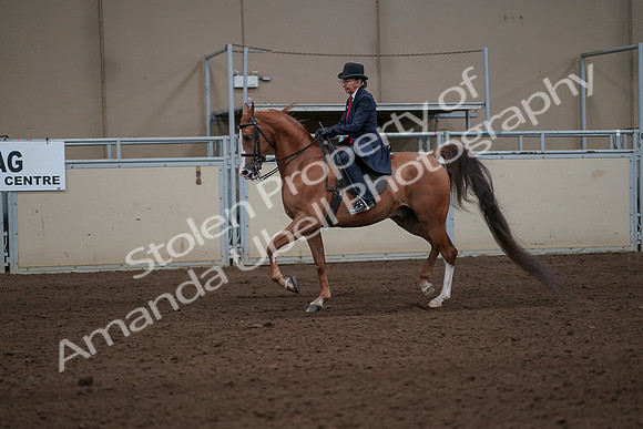 2019 Morgan Horse Show - Sept 01, 2019 - 11911