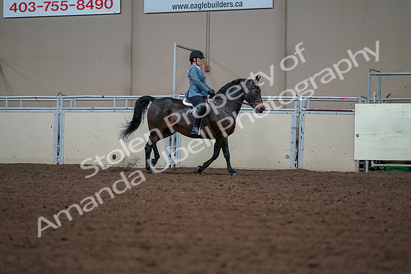 2019 Morgan Horse Show - Aug 30, 2019 - 18587