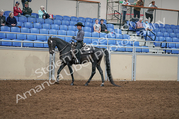 2020 - AB Morgan Horse - Fri, Sept 04 - 08291