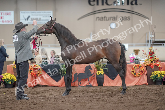 2019 Morgan Horse Show - Aug 31, 2019 - 02876