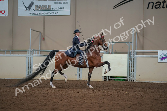 2019 Morgan Horse Show - Aug 30, 2019 - 25299