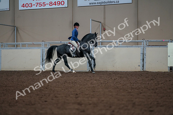2019 Morgan Horse Show - Aug 30, 2019 - 18605