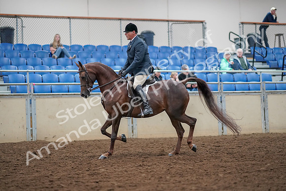2019 Morgan Horse Show - Aug 30, 2019 - 17251