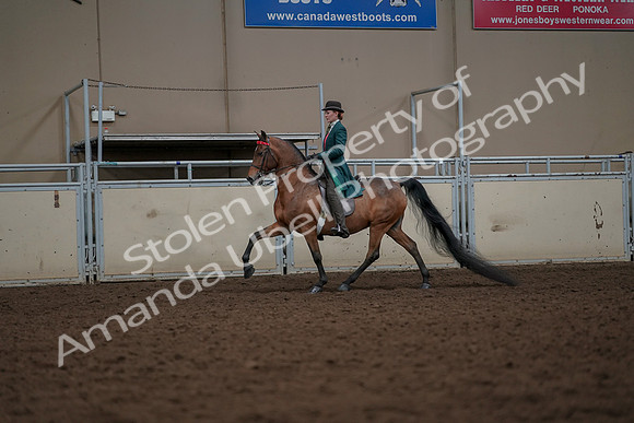2019 Morgan Horse Show - Aug 30, 2019 - 27913