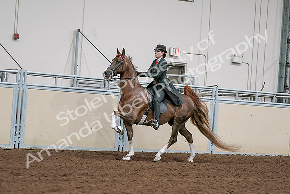 2020 - AB Morgan Horse - Sat, Sept 05 - 13029
