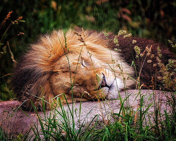 Big Cats - 021