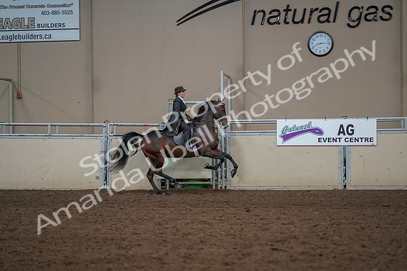 2019 Morgan Horse Show - Aug 30, 2019 - 28199