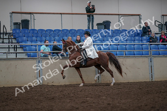 2019 Morgan Horse Show - Aug 31, 2019 - 08560