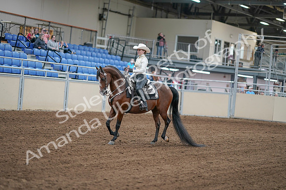 2020 - AB Morgan Horse - Fri, Sept 04 - 08250