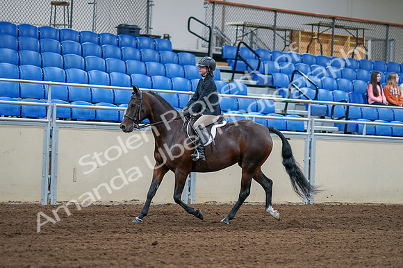 2020 - AB Morgan Horse - Fri, Sept 04 - 01503