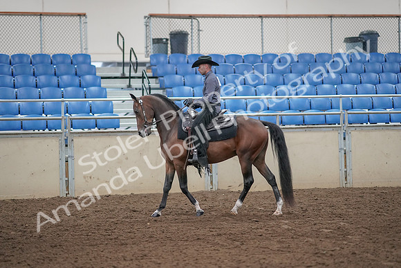 2019 Morgan Horse Show - Aug 31, 2019 - 06033