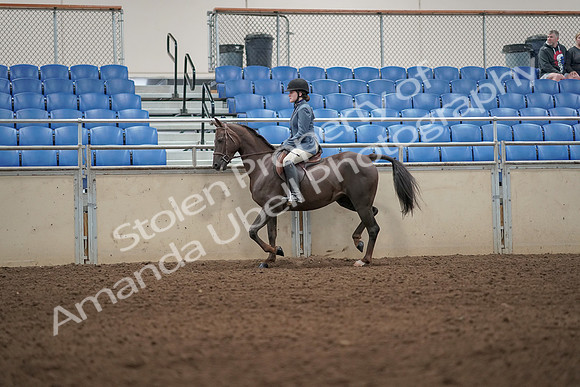 2019 Morgan Horse Show - Aug 31, 2019 - 04901