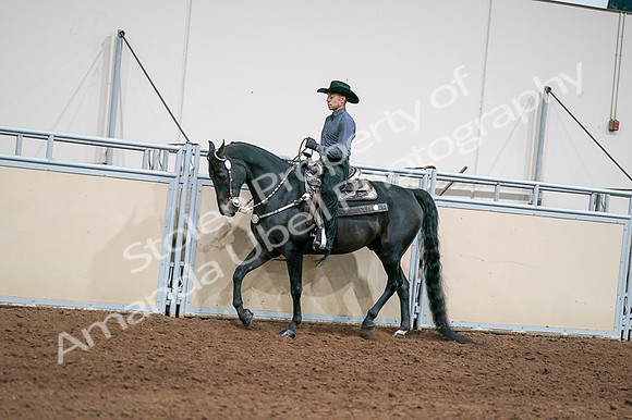 2020 - AB Morgan Horse - Fri, Sept 04 - 08384
