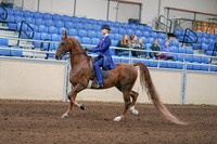 2020 - AB Morgan Horse - Sun, Sept 06 - 00002