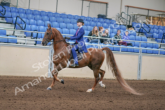 2020 - AB Morgan Horse - Sun, Sept 06 - 00002