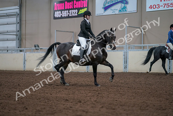 2019 Morgan Horse Show - Aug 30, 2019 - 18469