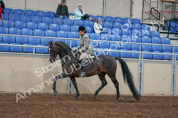 2020 - AB Morgan Horse - Sat, Sept 05 - 14337