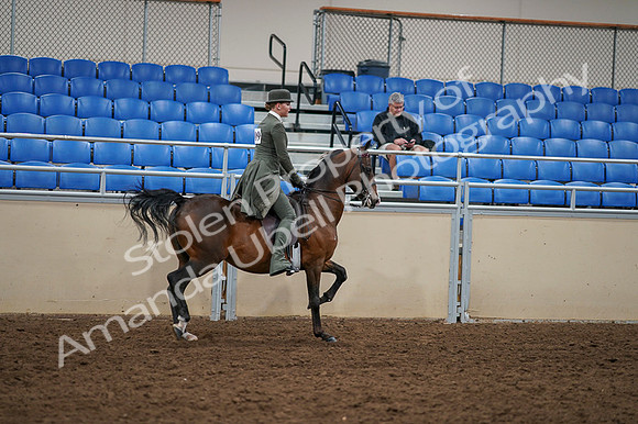 2020 - AB Morgan Horse - Fri, Sept 04 - 03452