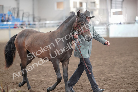 2019 Morgan Horse Show - Aug 31, 2019 - 02869