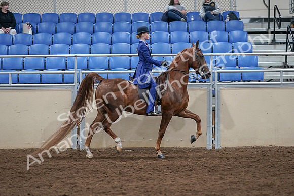 2020 - AB Morgan Horse - Fri, Sept 04 - 05262