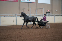 2019 Morgan Horse Show - Sept 01, 2019 - 10371_1