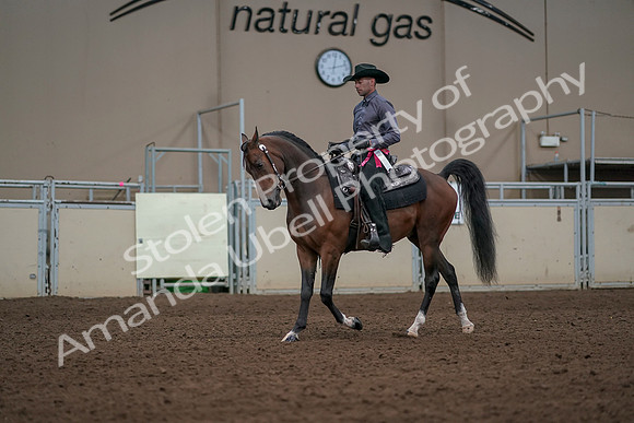 2019 Morgan Horse Show - Aug 31, 2019 - 06264