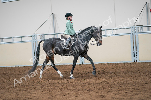 2020 - AB Morgan Horse - Sun, Sept 06 - 08056