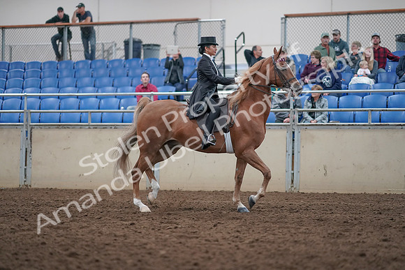2019 Morgan Horse Show - Aug 31, 2019 - 20723
