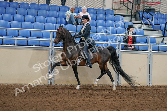 2020 - AB Morgan Horse - Sat, Sept 05 - 06299