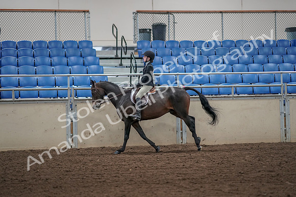 2019 Morgan Horse Show - Aug 31, 2019 - 05097