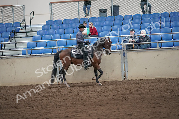 2019 Morgan Horse Show - Aug 31, 2019 - 06228