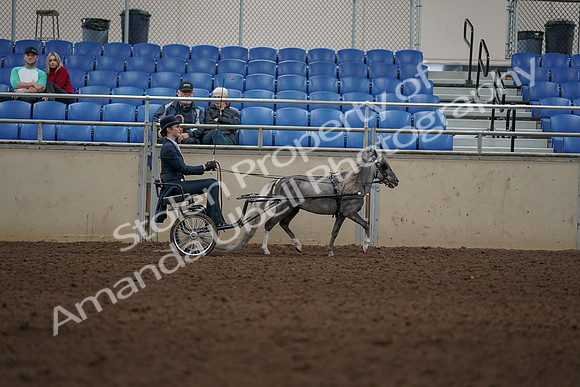 2019 Morgan Horse Show - Aug 31, 2019 - 04529