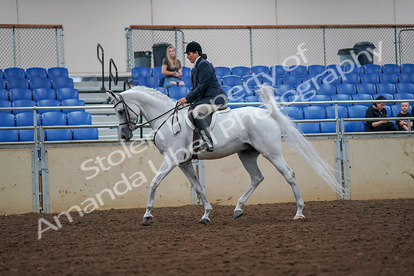 2019 Morgan Horse Show - Aug 30, 2019 - 17306