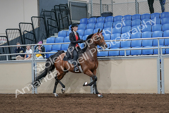 2020 - AB Morgan Horse - Sat, Sept 05 - 06791