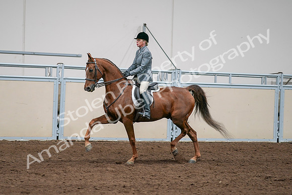2020 - AB Morgan Horse - Sat, Sept 05 - 03074