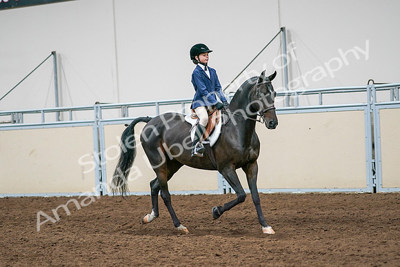 2020 - AB Morgan Horse - Sun, Sept 06 - 08114