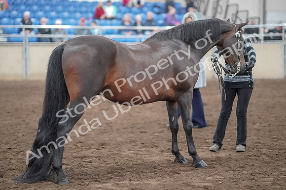 2019 Morgan Horse Show - Aug 31, 2019 - 03778