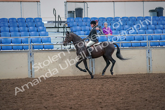 2019 Morgan Horse Show - Aug 30, 2019 - 20648
