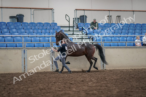 2019 Morgan Horse Show - Aug 31, 2019 - 03641