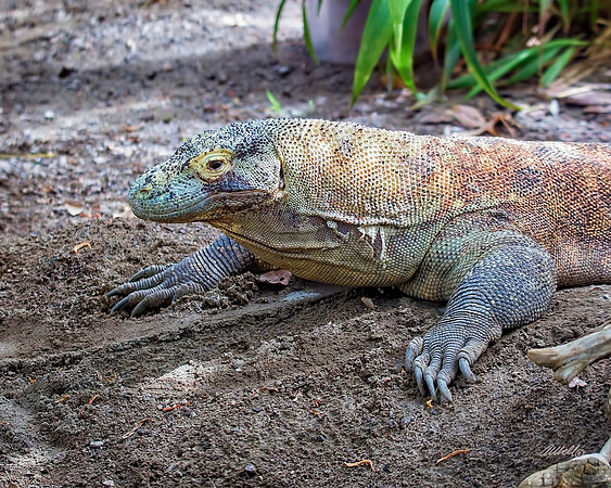 Zoo - 041