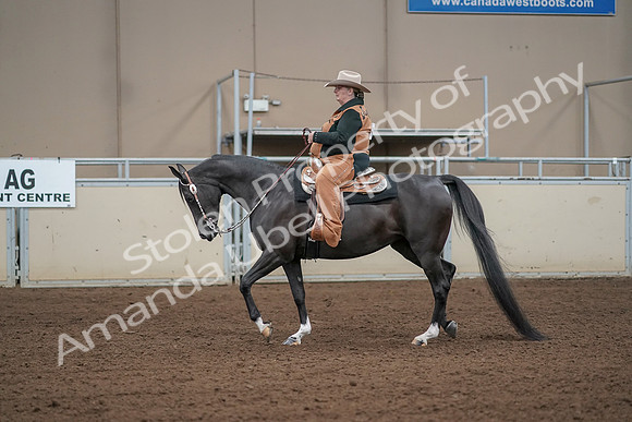 2019 Morgan Horse Show - Aug 31, 2019 - 06060