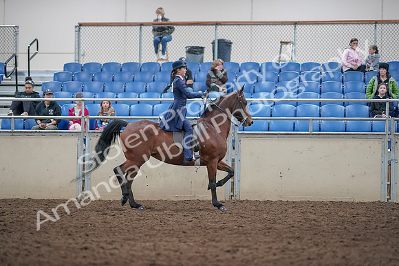 2019 Morgan Horse Show - Aug 31, 2019 - 09585