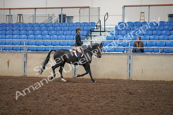 2019 Morgan Horse Show - Aug 30, 2019 - 12448