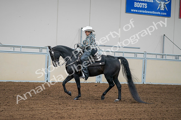 2020 - AB Morgan Horse - Fri, Sept 04 - 03602