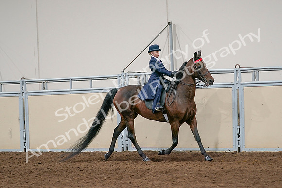 2020 - AB Morgan Horse - Sat, Sept 05 - 04843