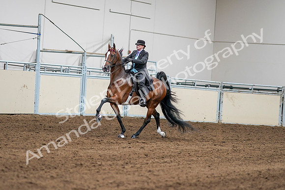 2020 - AB Morgan Horse - Sat, Sept 05 - 12961