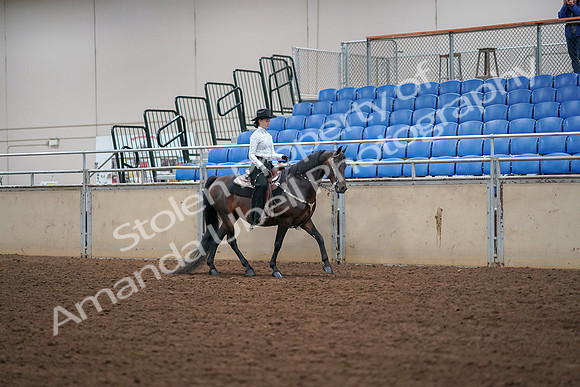 2019 Morgan Horse Show - Aug 30, 2019 - 17071