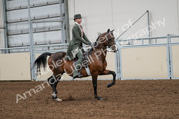 2020 - AB Morgan Horse - Fri, Sept 04 - 03358